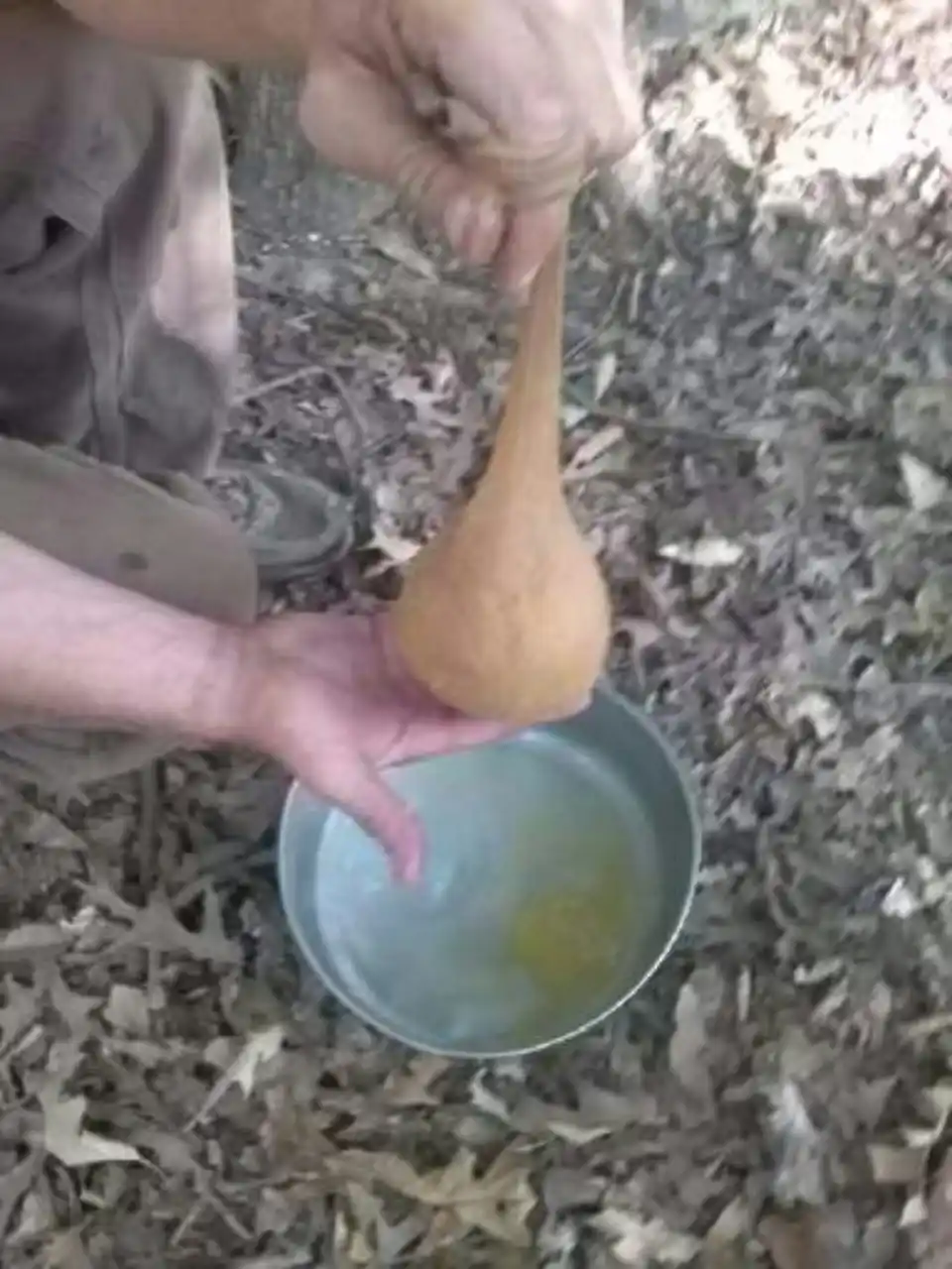 acorn flour in a knee high spandex hose