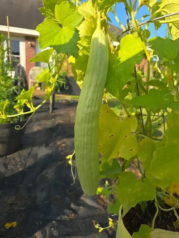 Armenian cucumbers