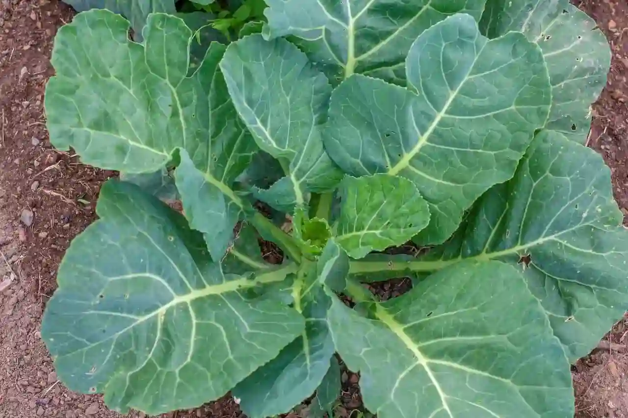 collard plant