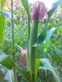 corn plants