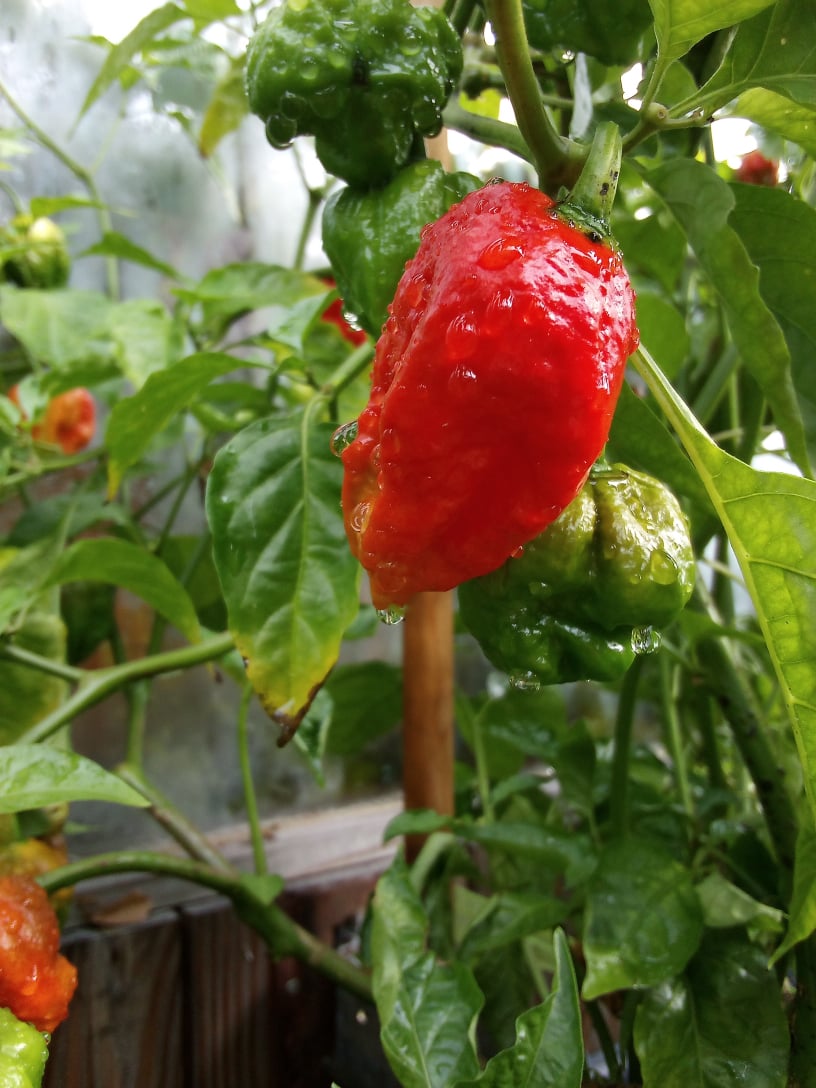 apocalypse scorpion pepper plant
