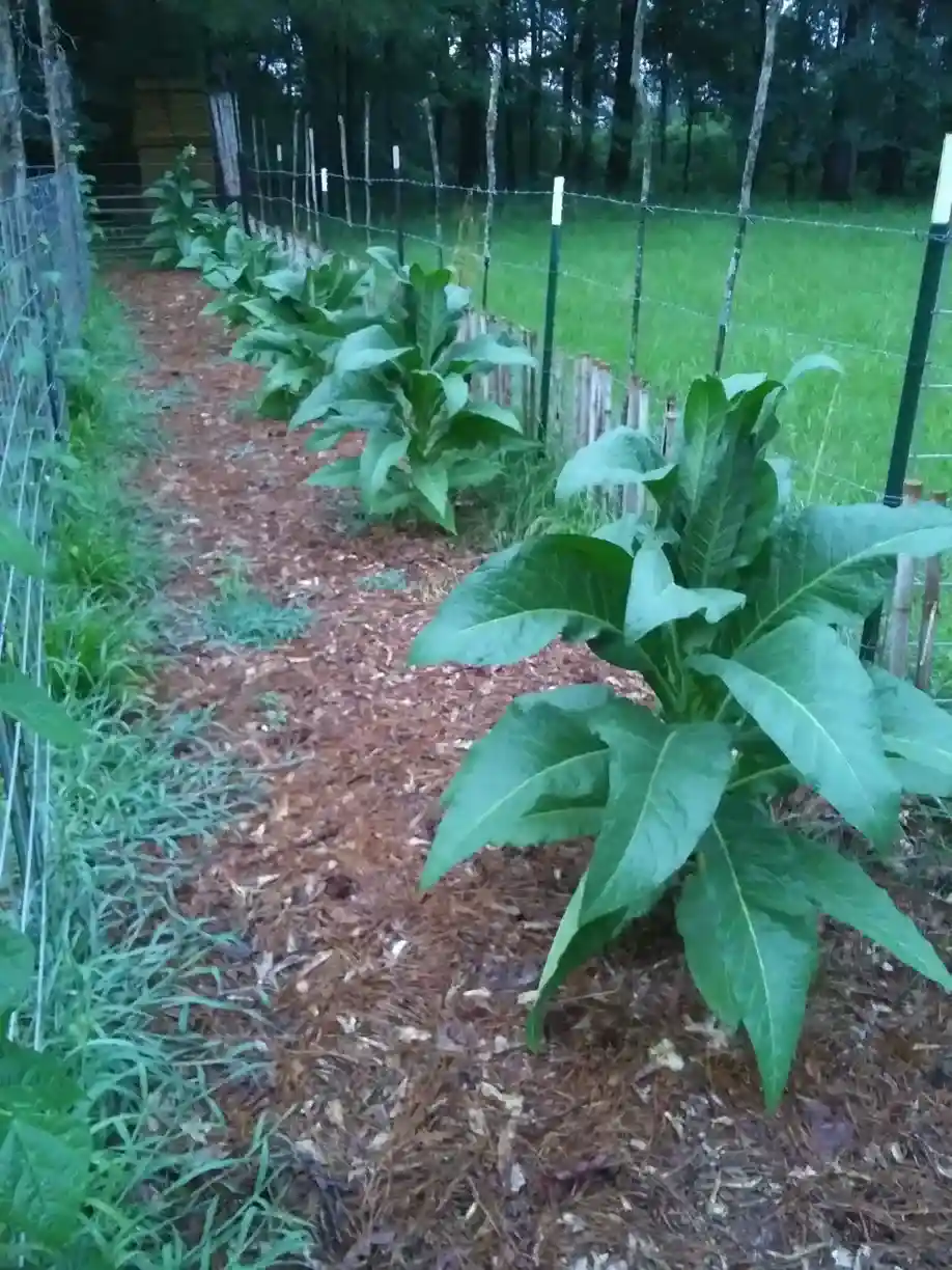 Tobacco plants in a row