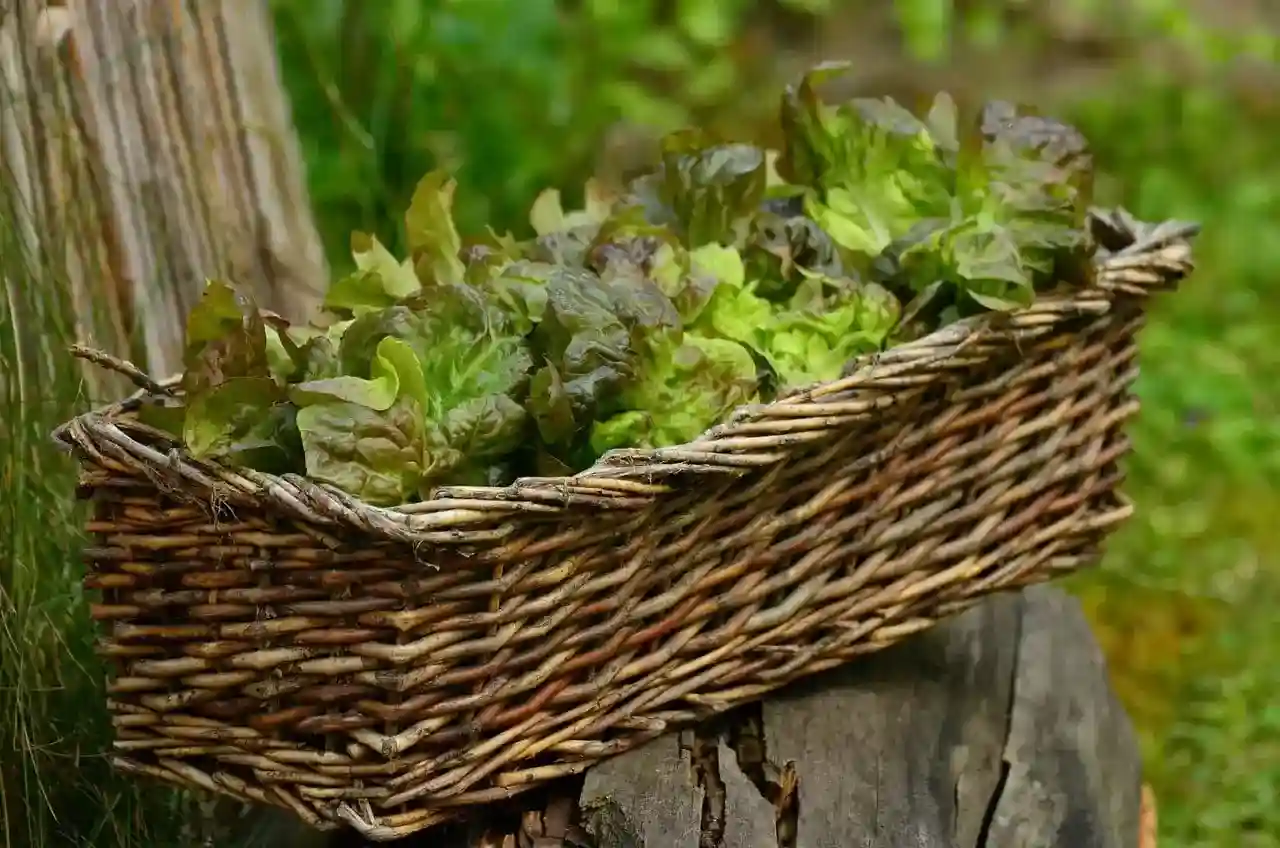 leaf lettuce