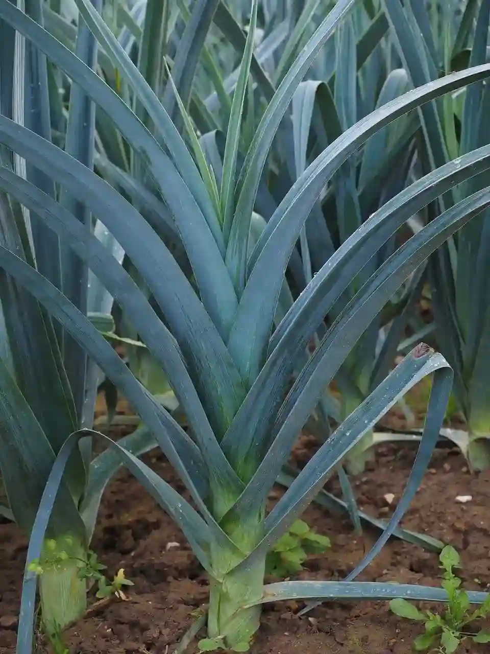 giant leeks