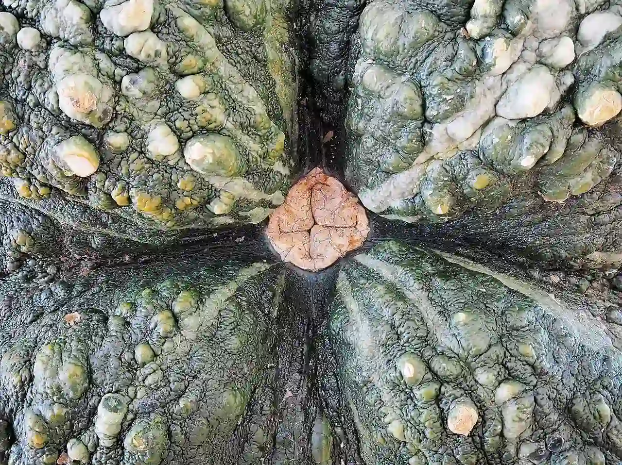 marina di chioggia pumpkin