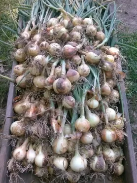 onions in wagon
