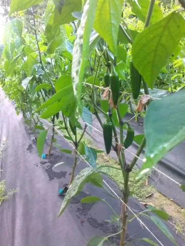 pepper plants