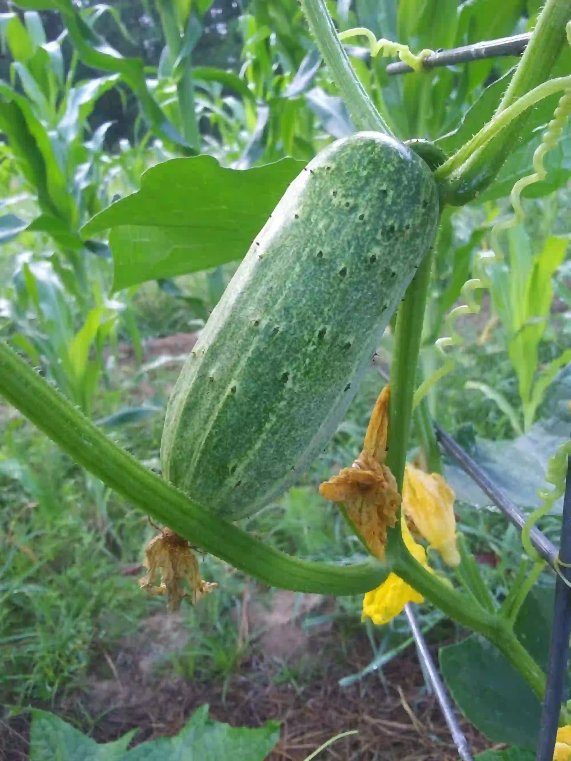 canning cucumbers