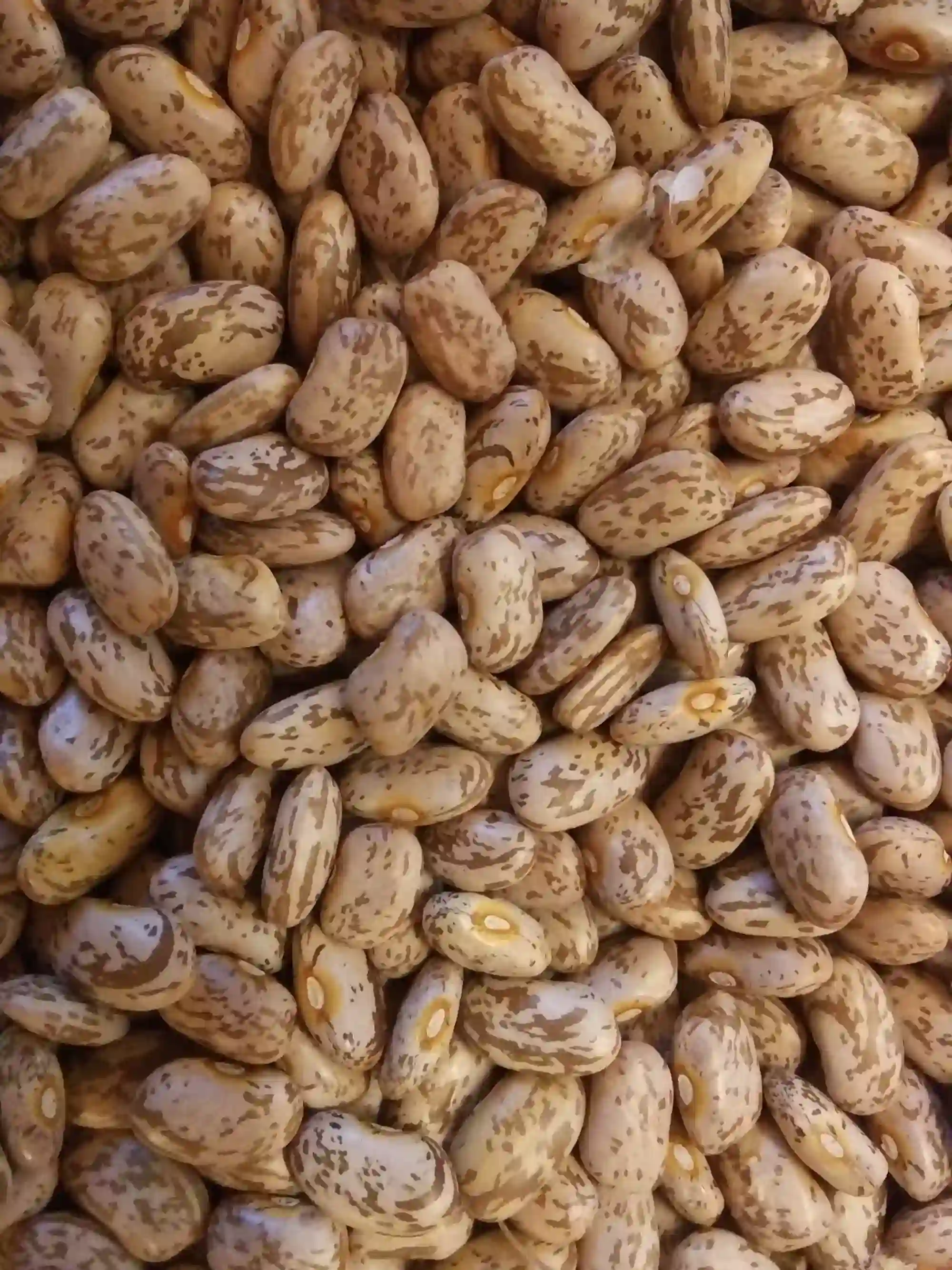 pinto beans pole