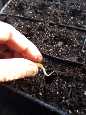 planting cotton sprout