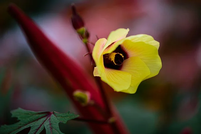 burgundy okra