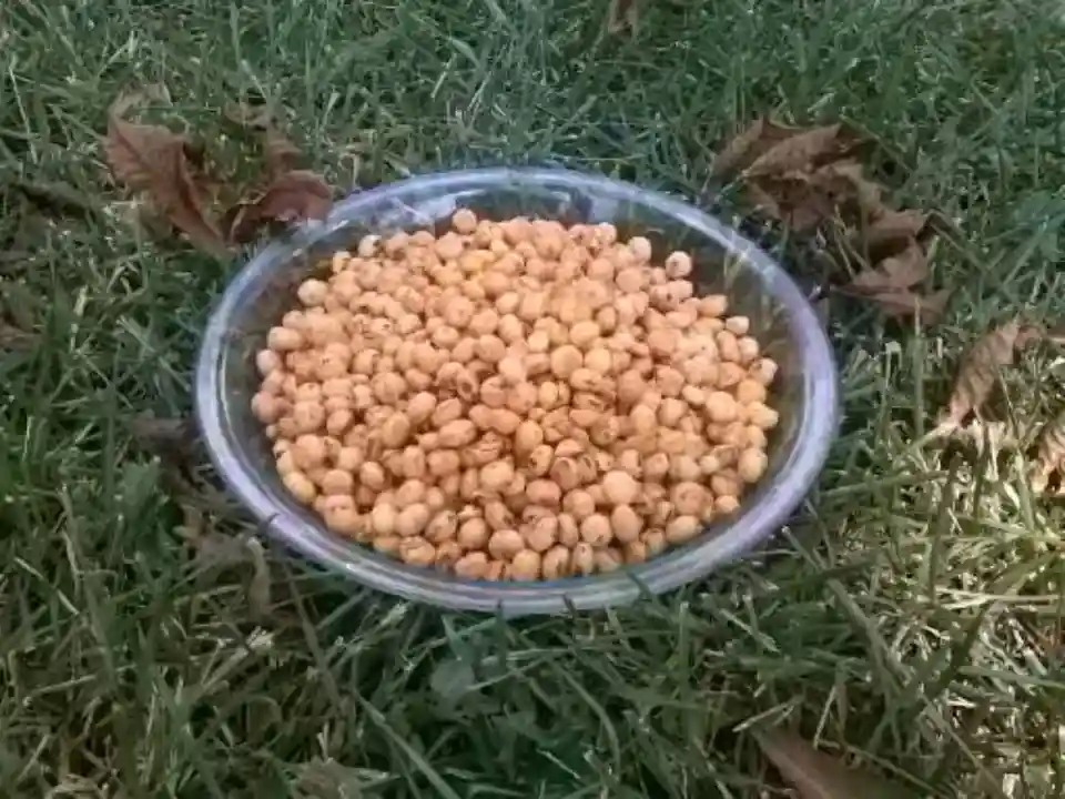 shelled acorns 