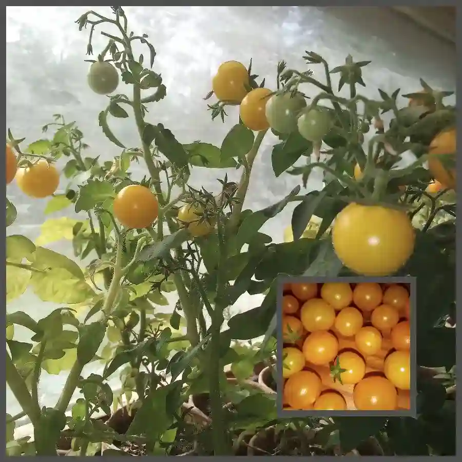 Orange Hat Micro Dwarf Tomatoes