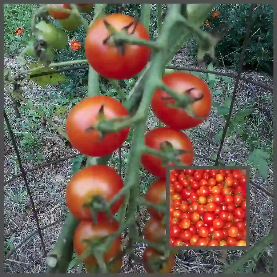 veasley cherry tomatoes