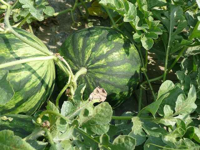 orange watermelon