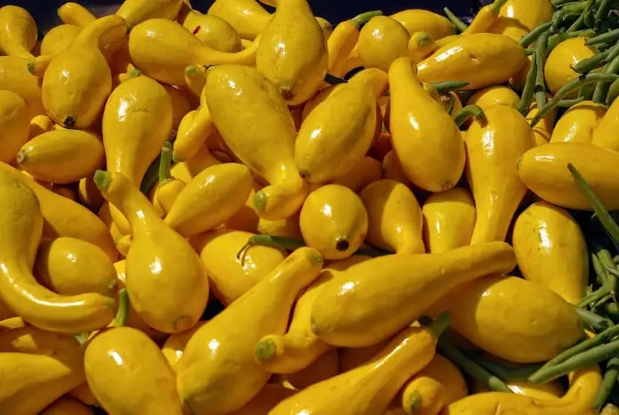 yellow crook neck squash
