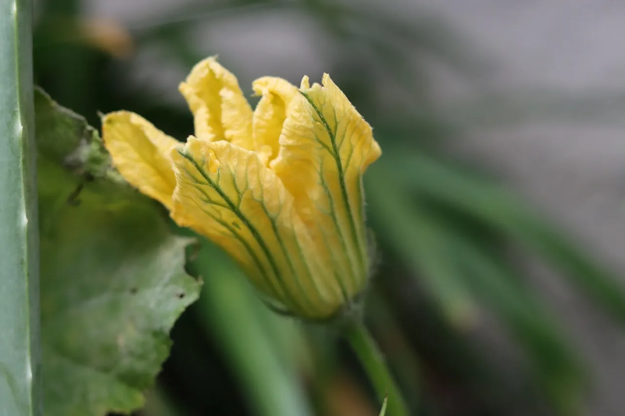 zucchino rampicante squash